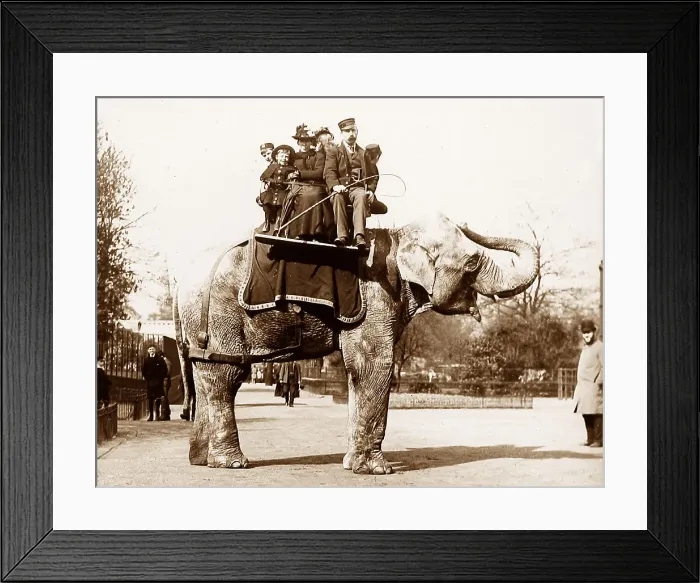 Framed Print : Elephant ride at zoo Framed Print : Elephant ride at zoo