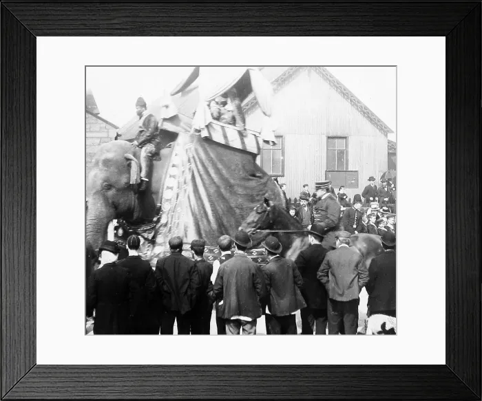 Framed Print : Barnum's Circus Parade Victorian period Framed Print : Barnum's Circus Parade Victorian period