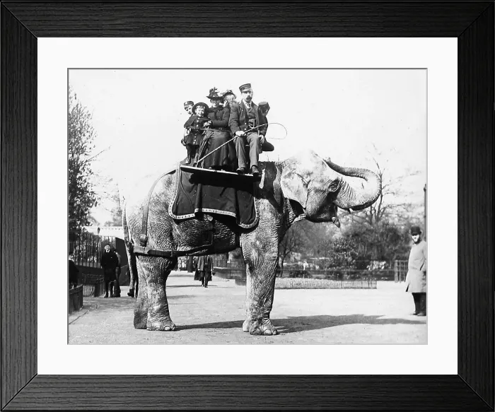 Framed Print : Elephant ride at the Zoo Victorian period