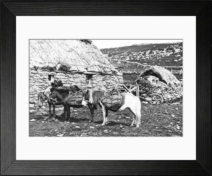 Framed Print : Shetland ponies in Shetland Victorian period Framed Print : Shetland ponies in Shetland Victorian period