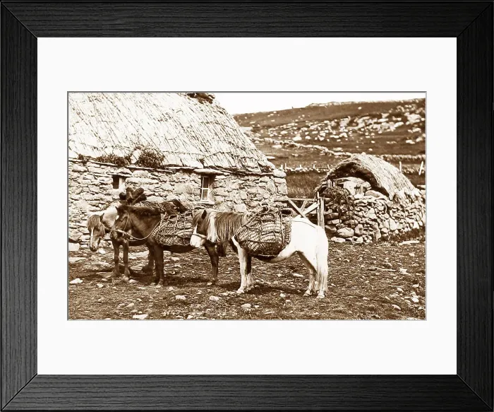 Framed Print : Shetland ponies Framed Print : Shetland ponies