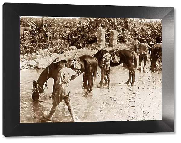 Australian troops watering their horses during WW1