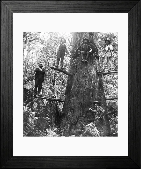 Framed Print : Australia Tree Felling Victorian period Framed Print : Australia Tree Felling Victorian period