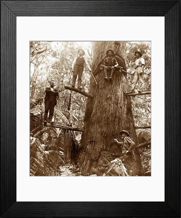Framed Print : Australia Tree Felling Victorian period Framed Print : Australia Tree Felling Victorian period