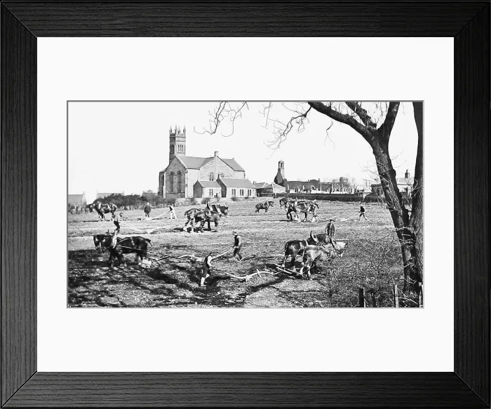 Framed Print : Farming - Ploughing Match - Victorian period Framed Print : Farming - Ploughing Match - Victorian period