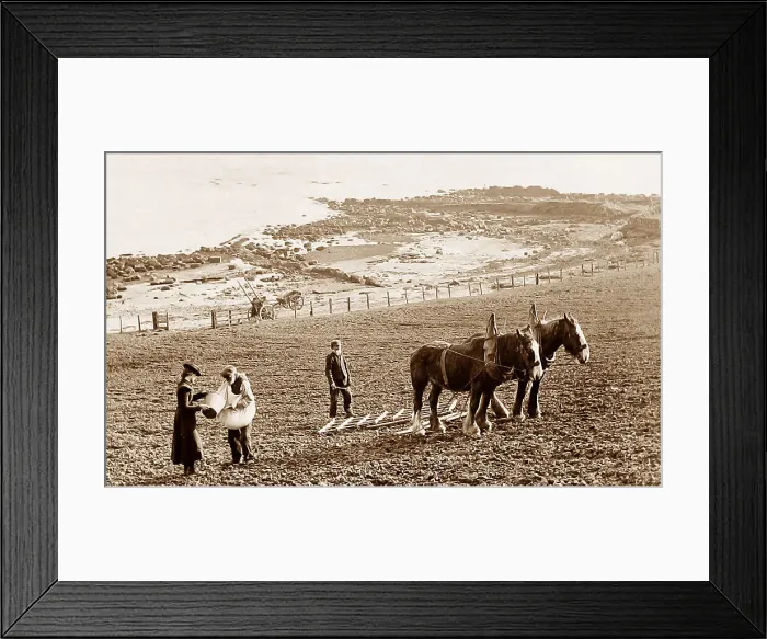 Framed Print : Sowing corn in the Isle of Arran Framed Print : Sowing corn in the Isle of Arran