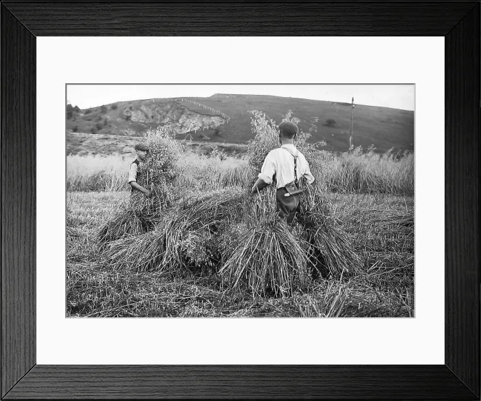 Framed Print : Stacking the straw Victorian period Framed Print : Stacking the straw Victorian period