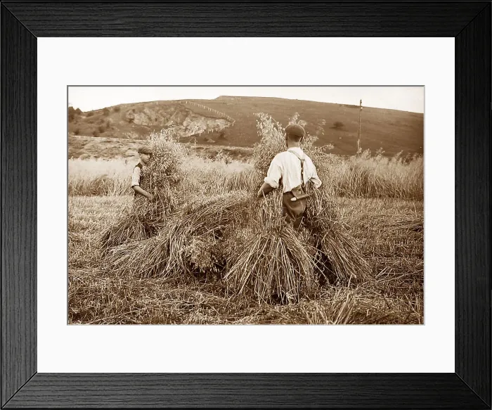 Framed Print : Stacking hay Framed Print : Stacking hay