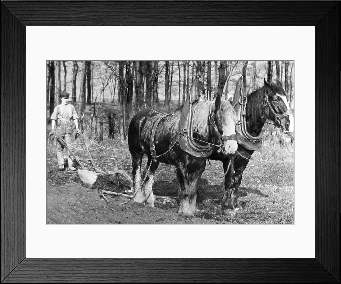 Framed Print : Ploughing with horses Victorian period Framed Print : Ploughing with horses Victorian period