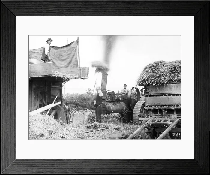 Framed Print : Haymaking with a traction engine Framed Print : Haymaking with a traction engine