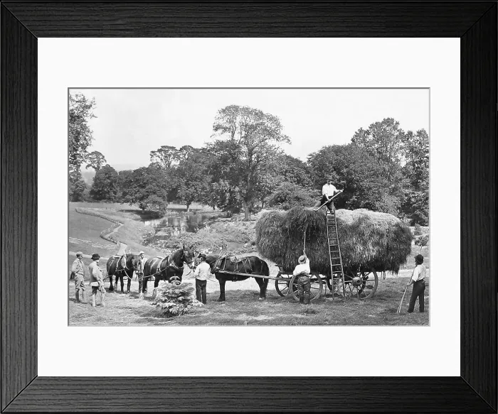 Framed Print : Haymaking early 1900s Framed Print : Haymaking early 1900s