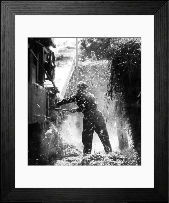 Framed Print : Haymaking early 1900s Framed Print : Haymaking early 1900s