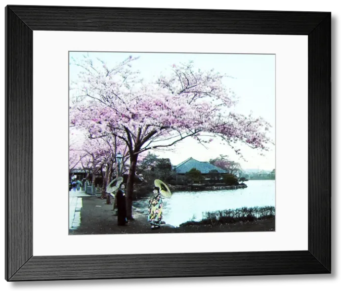 Framed Print : Cherry blossoms at Ueno Tokyo Japan, hand coloured photo Framed Print : Cherry blossoms at Ueno Tokyo Japan, hand coloured photo
