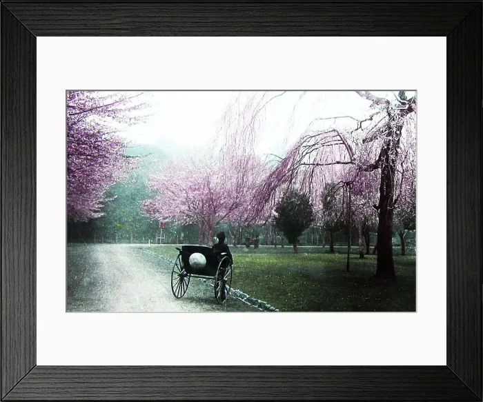 Framed Print : Cherry trees at Ueno, Tokyo, Japan, hand coloured photo Framed Print : Cherry trees at Ueno, Tokyo, Japan, hand coloured photo