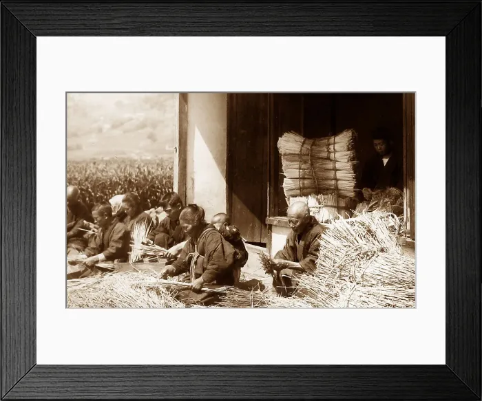 Framed Print : Arranging straw for bedding, Japan Framed Print : Arranging straw for bedding, Japan