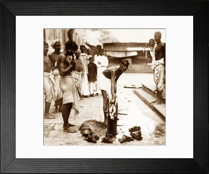 Framed Print : India - Calcutta - Sacrificing a goat early 1900s Framed Print : India - Calcutta - Sacrificing a goat early 1900s