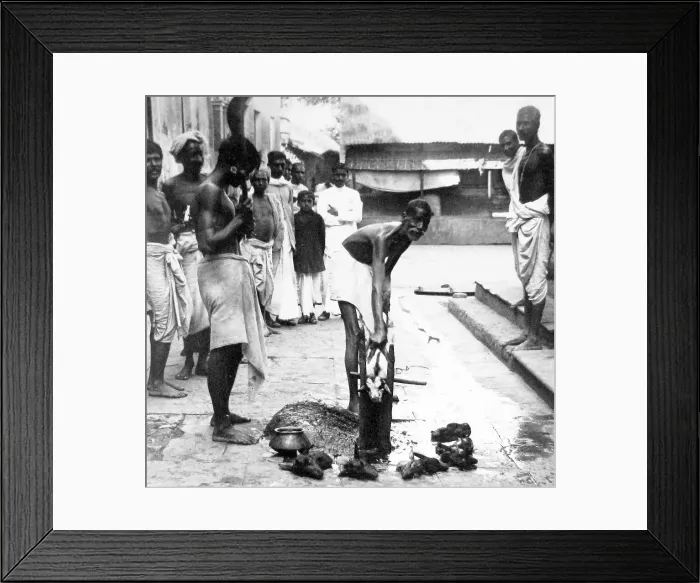 Framed Print : India - Calcutta - Sacrificing a goat early 1900s Framed Print : India - Calcutta - Sacrificing a goat early 1900s