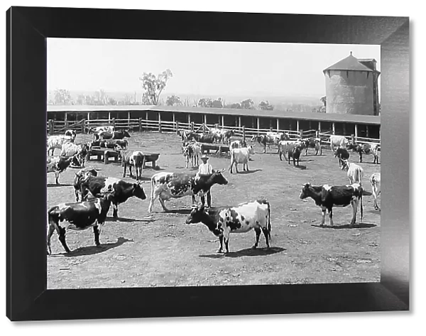 Cattle ranch, Arrawatta, NSW, Australia