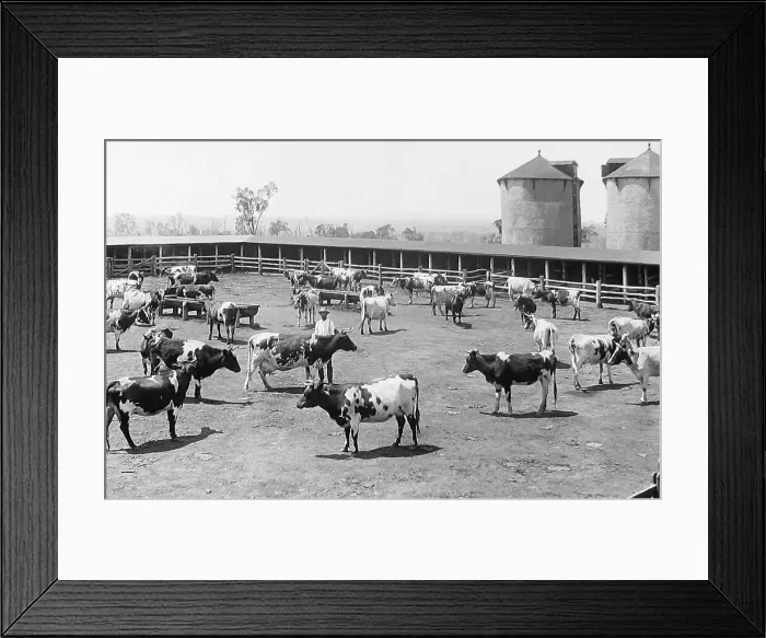 Framed Print : Cattle ranch, Arrawatta, NSW, Australia Framed Print : Cattle ranch, Arrawatta, NSW, Australia