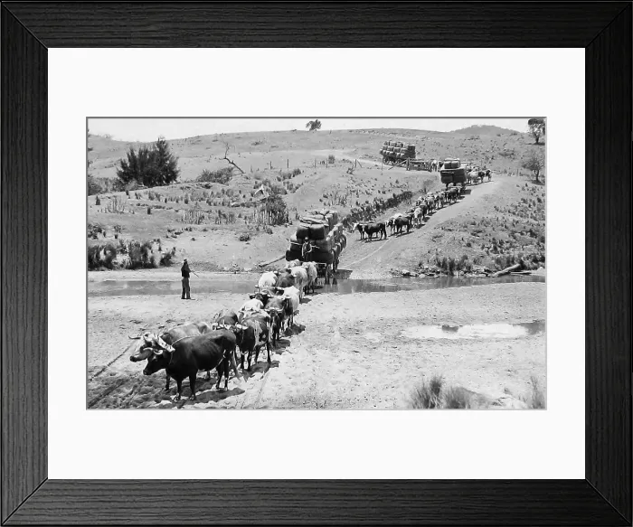 Framed Print : Oxen taking compressed wool to railway station Framed Print : Oxen taking compressed wool to railway station