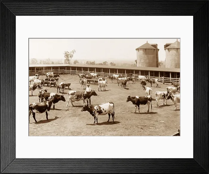 Framed Print : Arrawatta cattle farm Australia New South Wales Framed Print : Arrawatta cattle farm Australia New South Wales