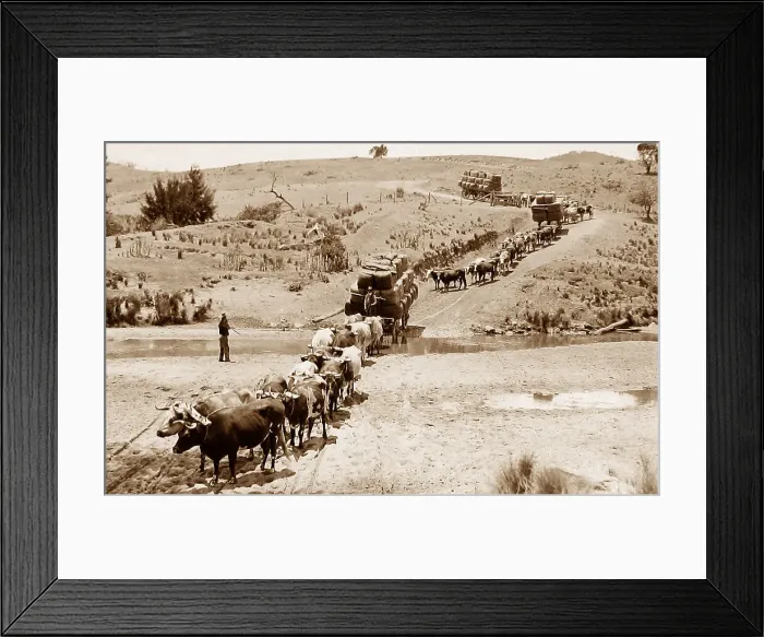 Framed Print : Oxen train Australia New South Wales NSW probably Framed Print : Oxen train Australia New South Wales NSW probably