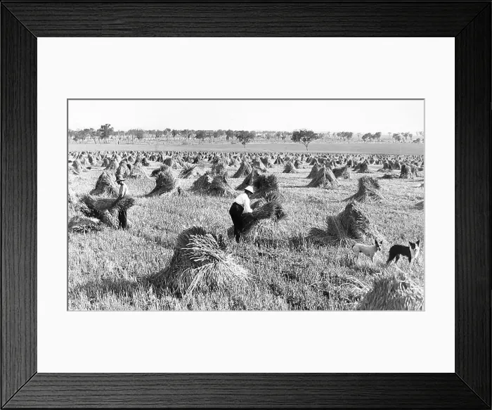 Framed Print : Wheat harvest in Narromine, NSW, Australia Framed Print : Wheat harvest in Narromine, NSW, Australia