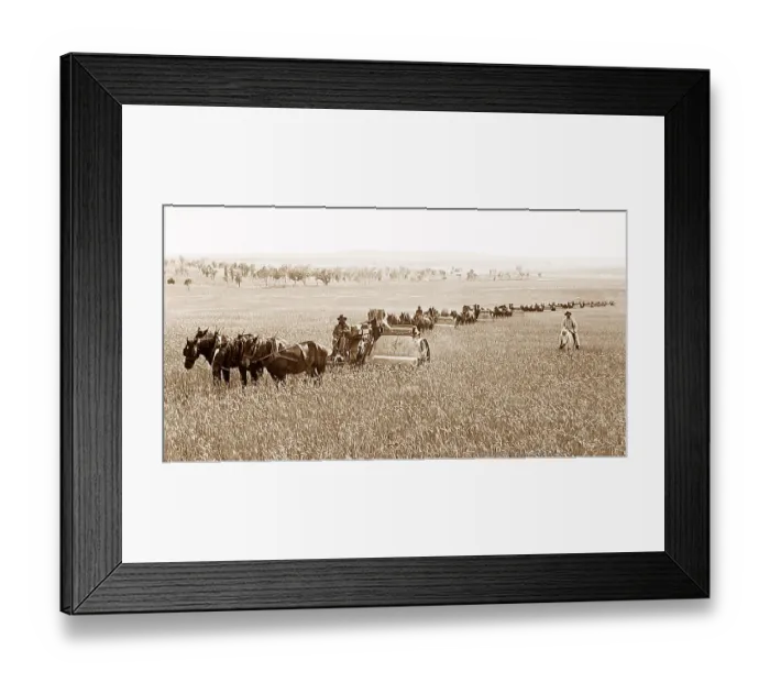Framed Print : Wheat farming Wellington Australia New South Wales Framed Print : Wheat farming Wellington Australia New South Wales