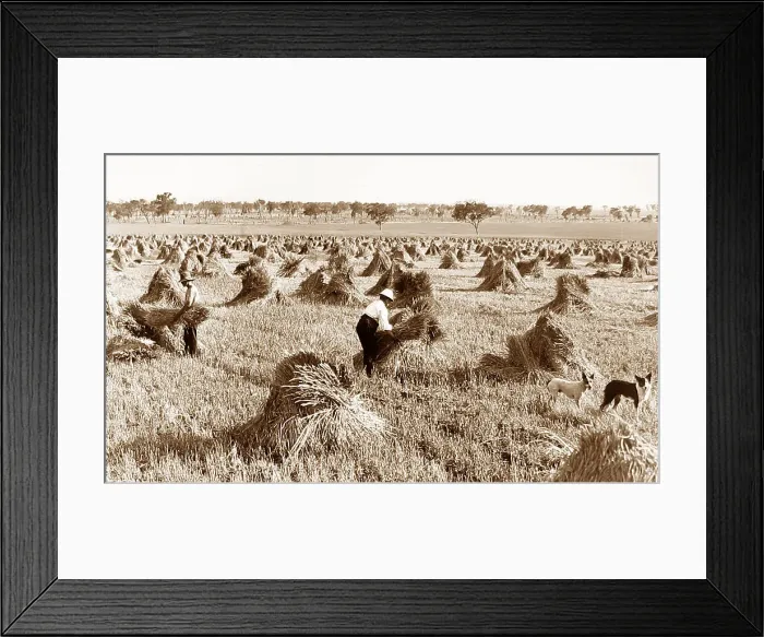 Framed Print : Wheat Harvest Narromine Australia New South Wales Framed Print : Wheat Harvest Narromine Australia New South Wales