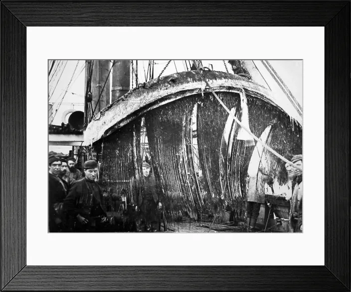 Framed Print : Whale bone, Whaling ship, Greenland Framed Print : Whale bone, Whaling ship, Greenland