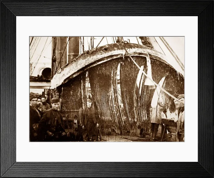 Framed Print : On board a whaling ship near Greenland - Victorian period Framed Print : On board a whaling ship near Greenland - Victorian period