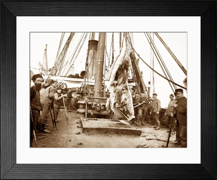 Framed Print : On board a whaling ship near Greenland - Victorian period Framed Print : On board a whaling ship near Greenland - Victorian period