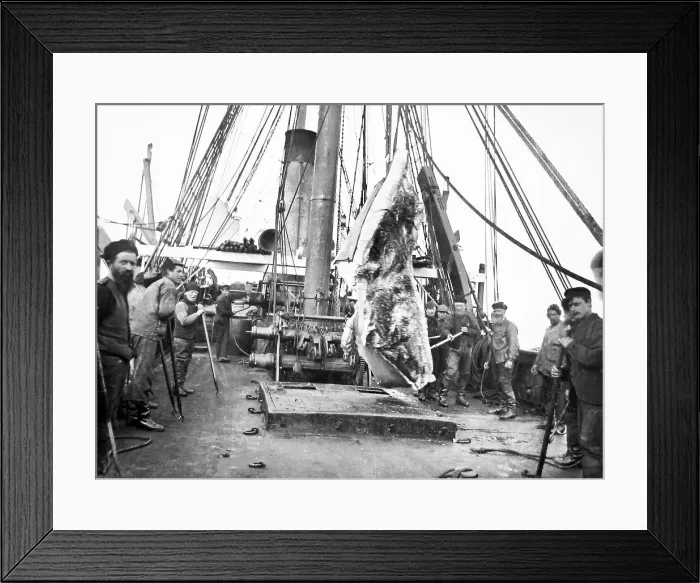 Framed Print : Whales tongue, whaling ship, Greenland Framed Print : Whales tongue, whaling ship, Greenland