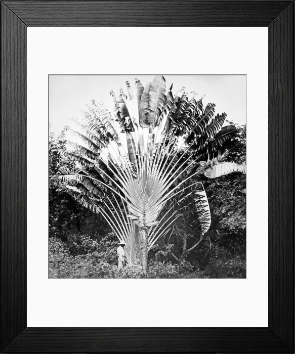Framed Print : The Traveller's Palm, Jamaica - Victorian period Framed Print : The Traveller's Palm, Jamaica - Victorian period