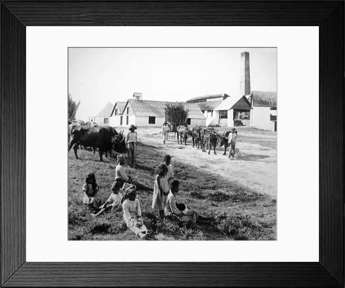 Framed Print : Jamaica Sugar Mill - Victorian period Framed Print : Jamaica Sugar Mill - Victorian period