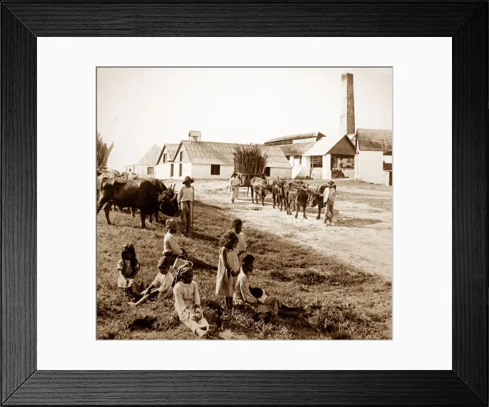 Framed Print : Sugar mill, Jamaica Framed Print : Sugar mill, Jamaica