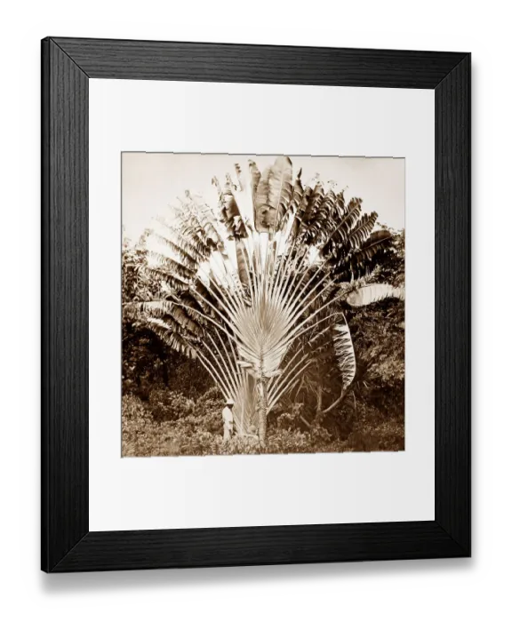 Framed Print : The Travellers Palm, Jamaica Framed Print : The Travellers Palm, Jamaica