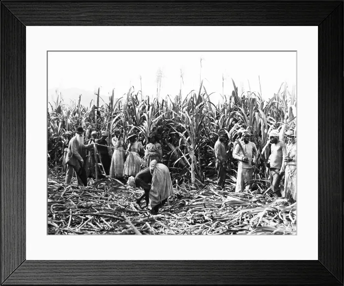 Framed Print : Cutting Sugar Cane, Jamaica - Victorian period Framed Print : Cutting Sugar Cane, Jamaica - Victorian period