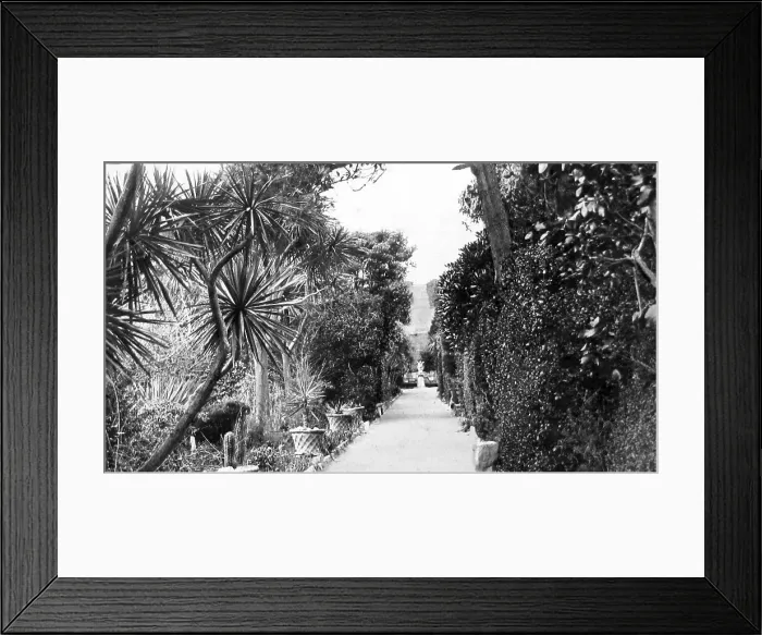 Framed Print : The Long Walk, Tresco Abbey, Isles of Scilly Framed Print : The Long Walk, Tresco Abbey, Isles of Scilly