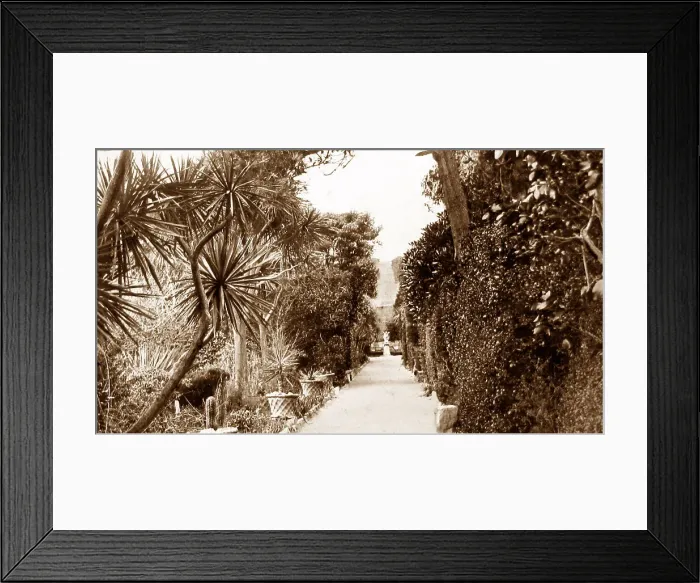 Framed Print : The Long Walk, Tresco Abbey, Isles of Scilly Framed Print : The Long Walk, Tresco Abbey, Isles of Scilly