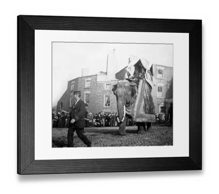 Framed Print : Barnums Circus parade, Liverpool Framed Print : Barnums Circus parade, Liverpool