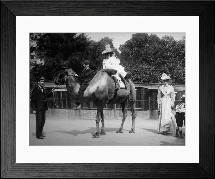 Framed Print : Camel ride at the Zoo (possibly London Zoo) Framed Print : Camel ride at the Zoo (possibly London Zoo)