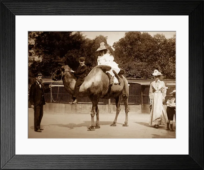 Framed Print : Camel ride at a Zoo Framed Print : Camel ride at a Zoo