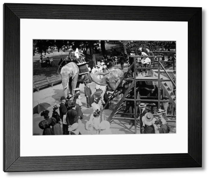 Framed Print : Elephant ride at the zoo - Victorian period Framed Print : Elephant ride at the zoo - Victorian period