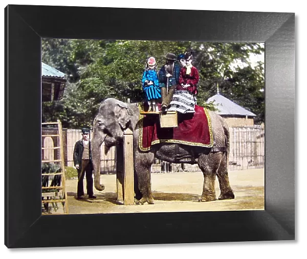 Hand coloured photo, elephant ride at the zoo