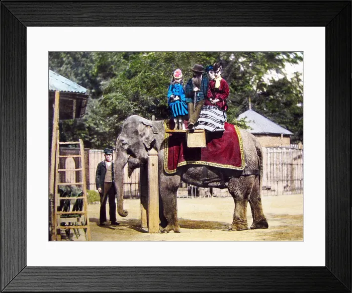 Framed Print : Hand coloured photo, elephant ride at the zoo Framed Print : Hand coloured photo, elephant ride at the zoo