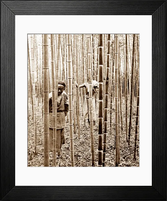 Framed Print : Nanjing bamboo plantation, China Framed Print : Nanjing bamboo plantation, China