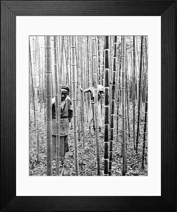 Framed Print : Bamboo Plantation, Peking, China in the early 1900s Framed Print : Bamboo Plantation, Peking, China in the early 1900s
