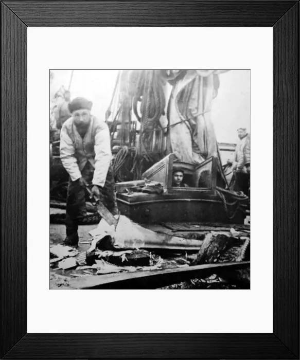 Framed Print : Whaling ship, removing the whalebone Framed Print : Whaling ship, removing the whalebone