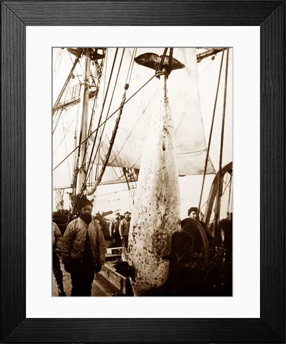 Framed Print : Whaling ship in the Arctic Framed Print : Whaling ship in the Arctic